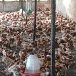 Agric Ministry begins poultry distribution in Ashanti under 'Nkoko Nkitinkiti' programme