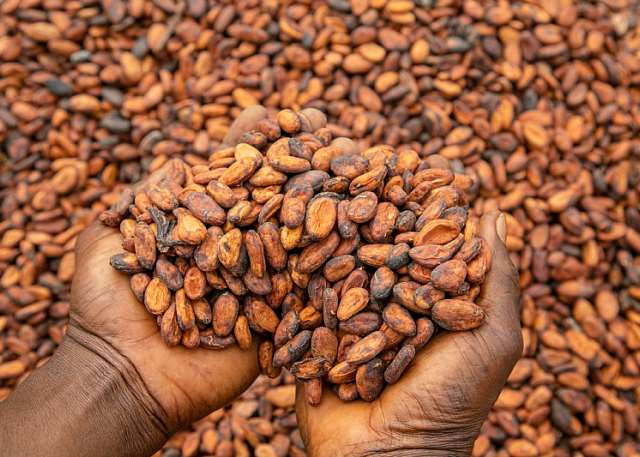 IFC injects millions to support Ghana’s cocoa sector amid financing challenges