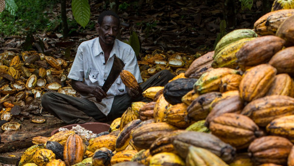 Ghana’s cocoa farmers say they have not been paid since November last year