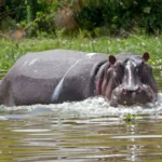 4 dead after hippopotamus attack in Kenya