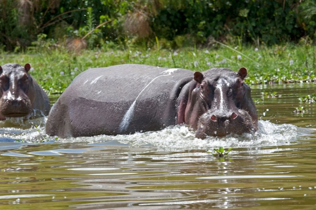 4 dead after hippopotamus attack in Kenya