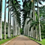 Curator, one other arrested over unauthorised tree felling at Aburi Botanical Gardens