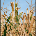 Choosing to move, choosing to adapt: How climate migration is reshaping culture