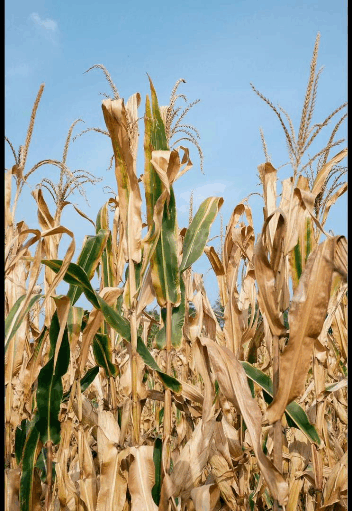 Choosing to move, choosing to adapt: How climate migration is reshaping culture – MyJoyOnline