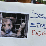 Indian state investigates killings of hundreds of stray dogs