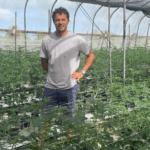 Caribbean cannabis growers eye budding domestic sales and exports