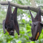 What is the Nipah virus and why the WHO considers it a global epidemic threat