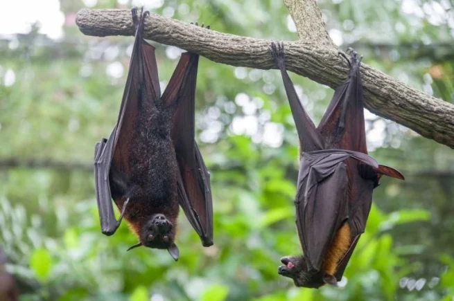 What is the Nipah virus and why the WHO considers it a global epidemic threat