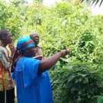 Tension mounts in Akyem Akroso over plans to sell royal cemetery for supermarket project