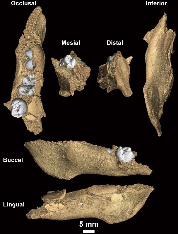 Human fossils unearthed in Casablanca shed new light on a key phase of human evolution Human fossils unearthed in Casablanca shed new light on a key phase of human evolution