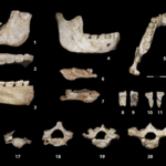 Human fossils unearthed in Casablanca shed new light on a key phase of human evolution Human fossils unearthed in Casablanca shed new light on a key phase of human evolution