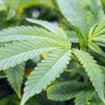 2026 is the make-or-break year for Ghana’s cannabis industry - Chamber