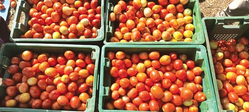 FSRP, FarmMate tomato partnership yields 240 tonnes in Upper East