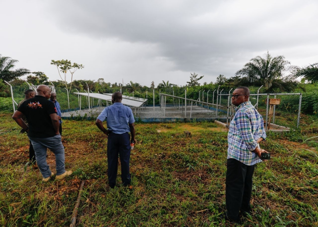 Kofi Asmah Writes: From seedlings to strategy: Can Ghana process 50%? Kofi Asmah Writes: From seedlings to strategy: Can Ghana process 50%?