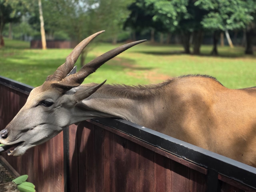 JOY FM rolls out “Safari Experience” — a refreshing Ghana Month escape into nature, culture and connection