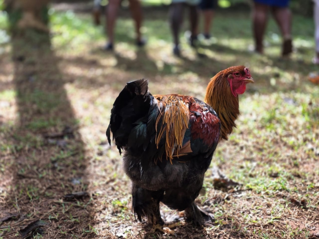 JOY FM rolls out “Safari Experience” — a refreshing Ghana Month escape into nature, culture and connection