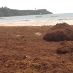 When the sea turns against them: The seaweed invasion and the fight for coastal livelihoods