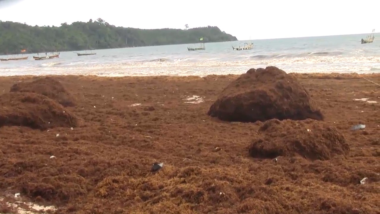 When the sea turns against them: The seaweed invasion and the fight for coastal livelihoods