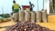 While Côte d’Ivoire cuts cocoa prices, Ghana holds the line to protect farmers – COCOBOD