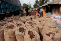Cocoa farmers spared another blow as gov’t rejects price cut despite global slump – COCOBOD