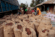 Cocoa farmers spared another blow as gov’t rejects price cut despite global slump – COCOBOD