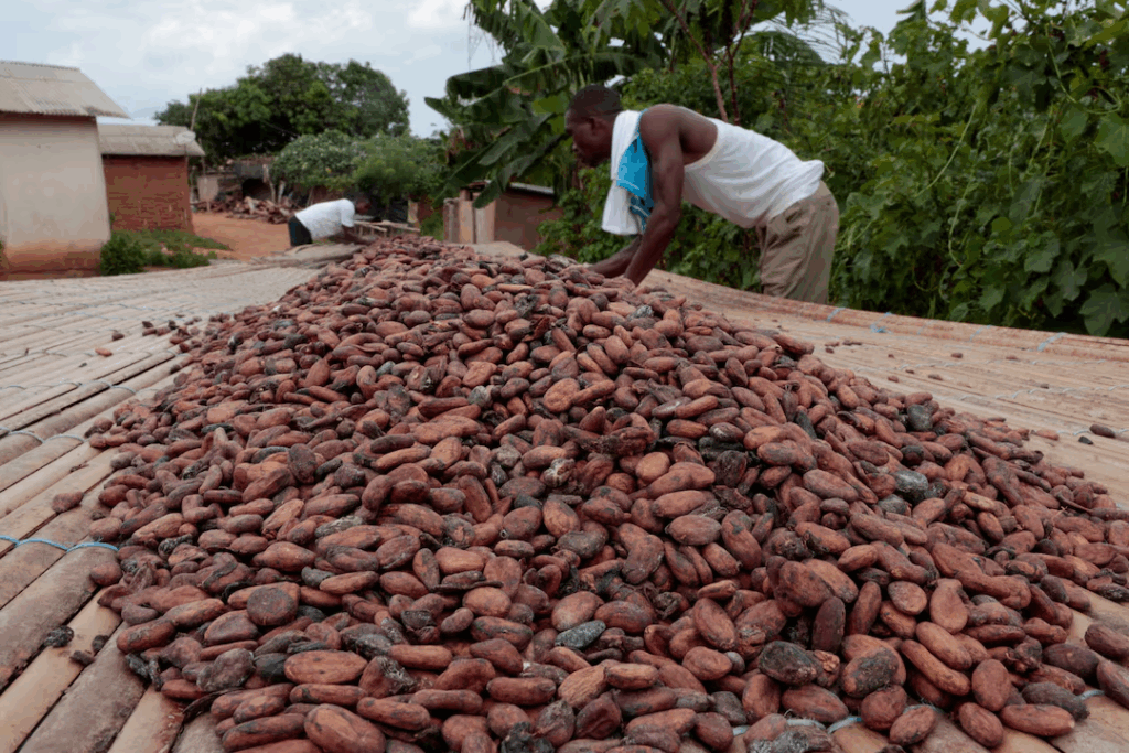 Ivory Coast considers following Ghana with cocoa price cut, sources say