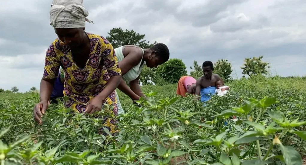Support youth to venture into farming – Gov’t urged
