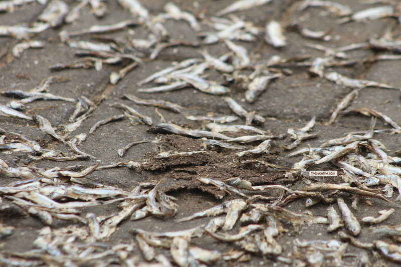 Human excreta, car fumes on fish: AMA...