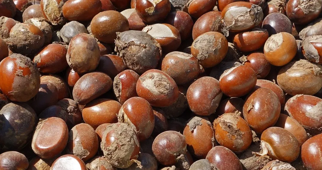 Nigeria extends shea-nut export ban to boost domestic processing
