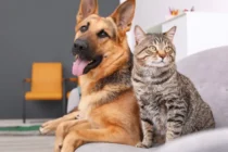 Free rabies vaccination campaign targets 25,000 dogs and cats nationwide