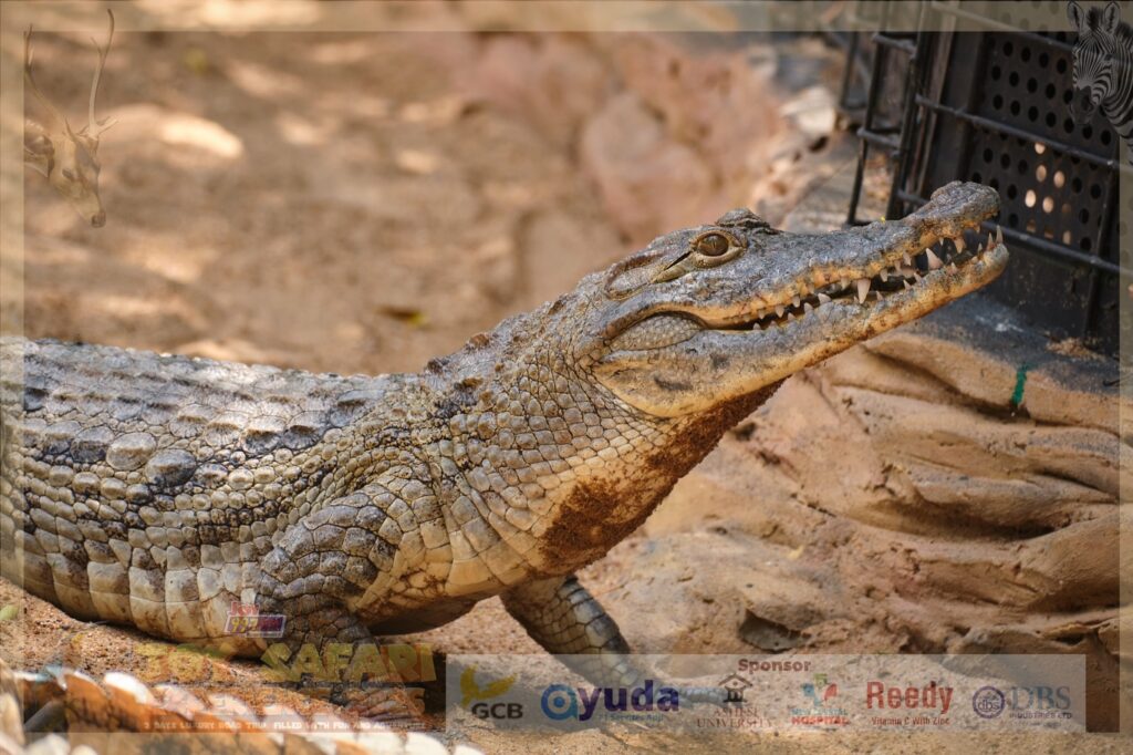 Two days, one epic adventure: 'Joy Safari Experience 2026' leaves patrons in unforgettable ecstasy