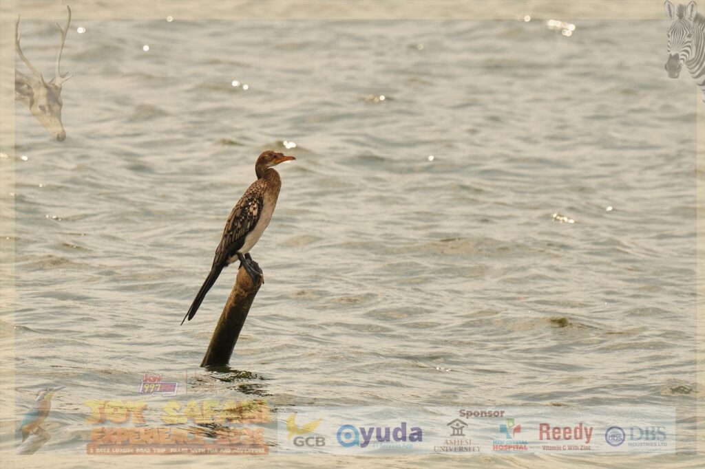 Two days, one epic adventure: 'Joy Safari Experience 2026' leaves patrons in unforgettable ecstasy