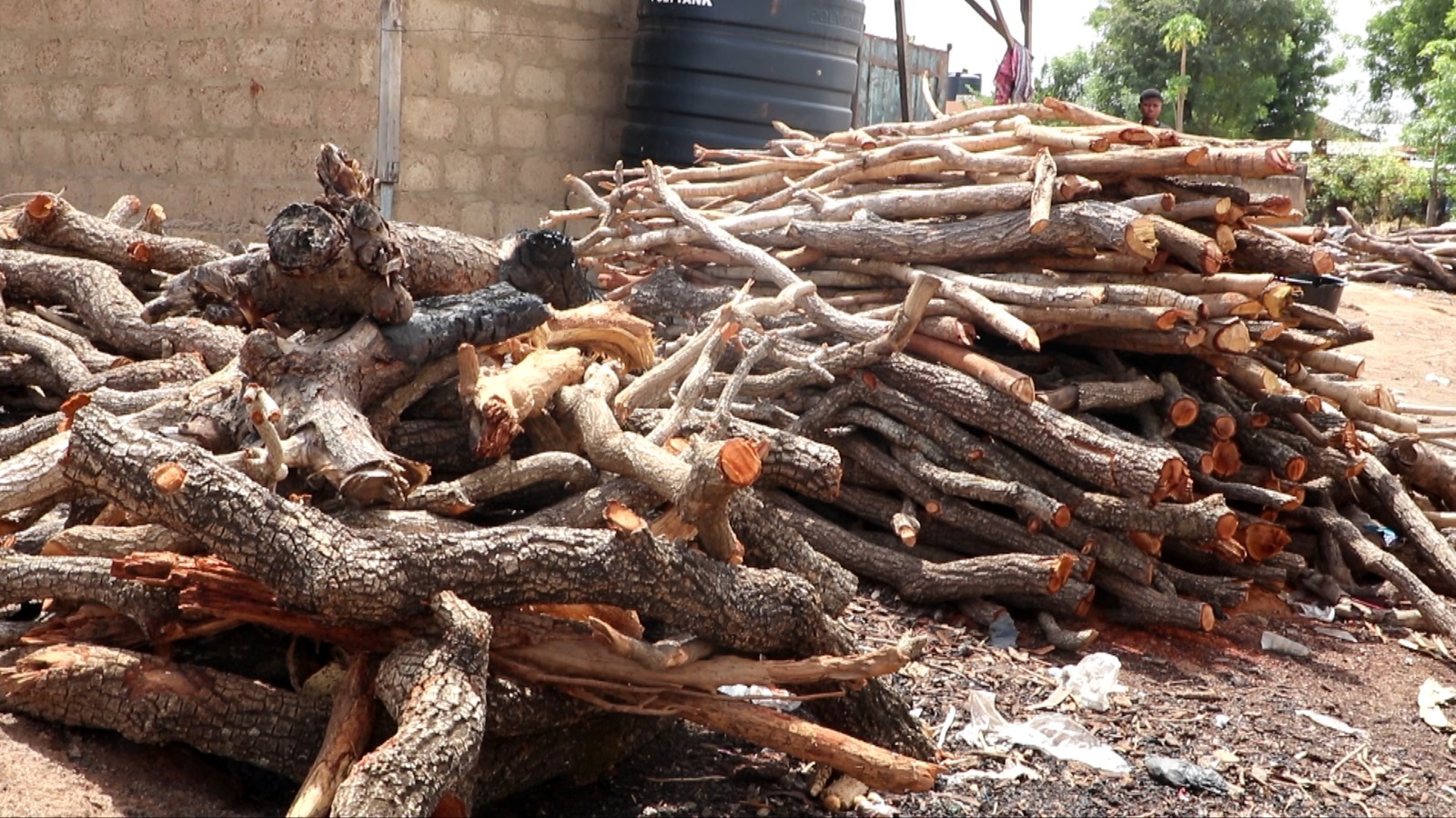 Climate Evidence: Illegal logging of shea and other economic trees driving deforestation in Upper West