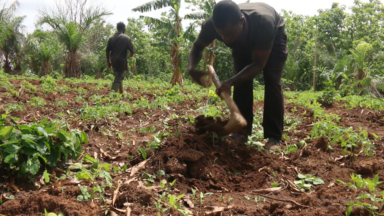 Bridging the Digital Divide: How Ghana's 7 Million Farmers Are Demanding Better Connectivity