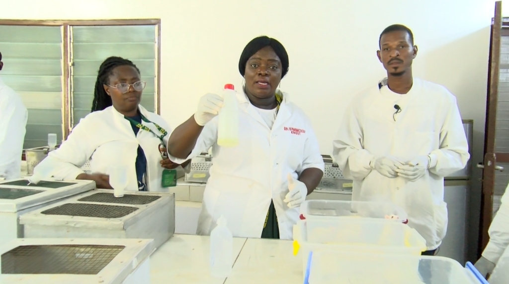 'Sukudai' cocktail may pose serious kidney and liver risks after lab tests kill rats within 24 hours