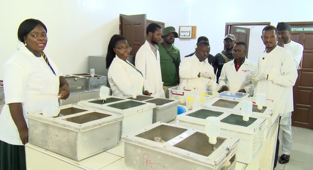 'Sukudai' cocktail may pose serious kidney and liver risks after lab tests kill rats within 24 hours