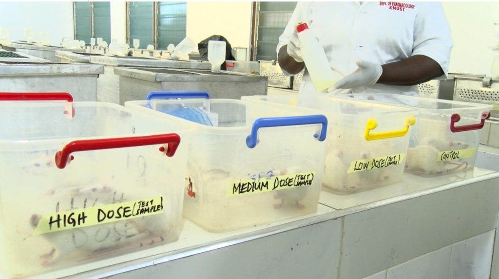 'Sukudai' cocktail may pose serious kidney and liver risks after lab tests kill rats within 24 hours