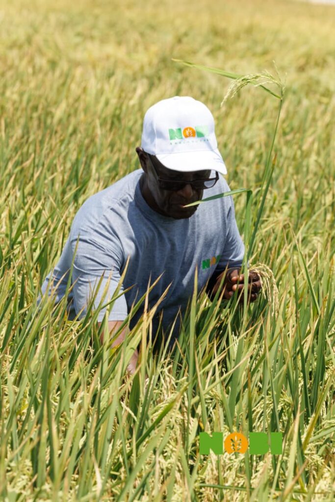 At Nobi Agriculture, scale and systems redefine the possibilities of farming in Ghana