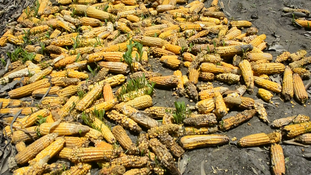 Flood-hit Upper East communities battle water pollution and sanitation risks Flood-hit Upper East communities battle water pollution and sanitation risks