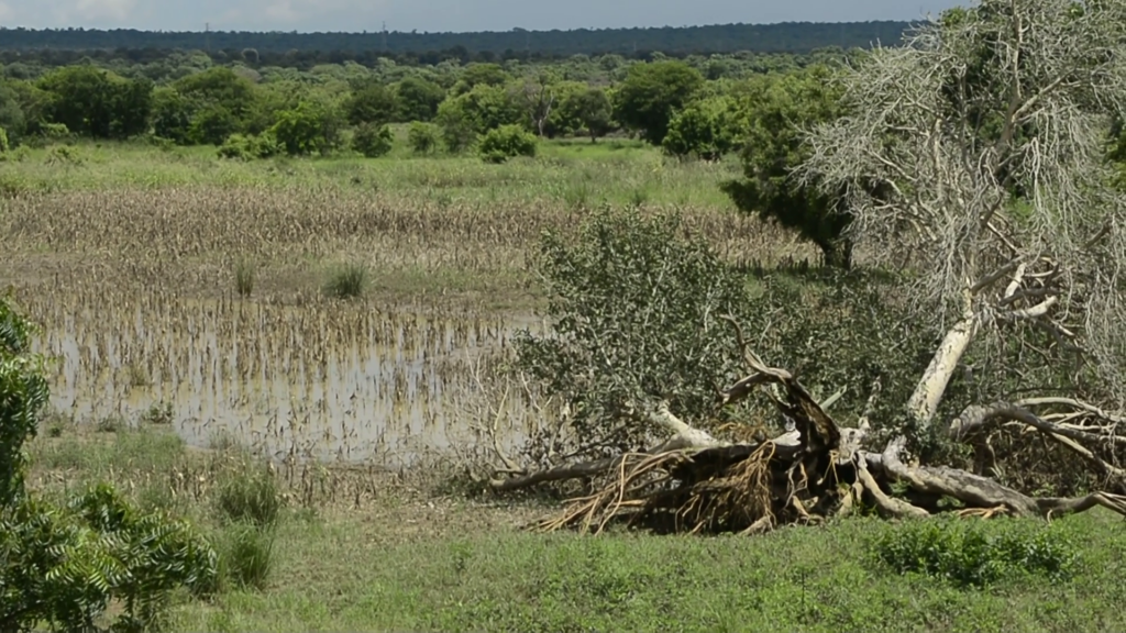 Flood-hit Upper East communities battle water pollution and sanitation risks Flood-hit Upper East communities battle water pollution and sanitation risks