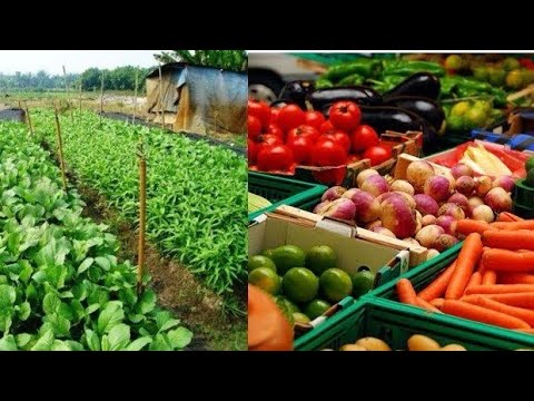 Ghana’s farms underperforming, risking...