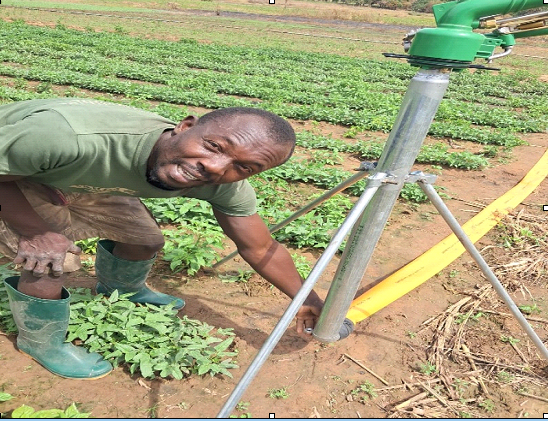 Seeds of Resilience: Home gardening turning survival into success