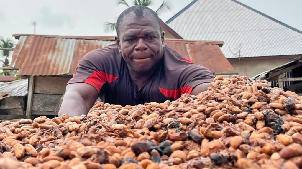 Protecting Ghana’s cocoa farmers from global price shocks: Why local value addition must be a national priority – MyJoyOnline