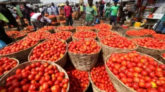 Inflation falls, but tomato prices surge nearly 39% in a month – Government Statistician