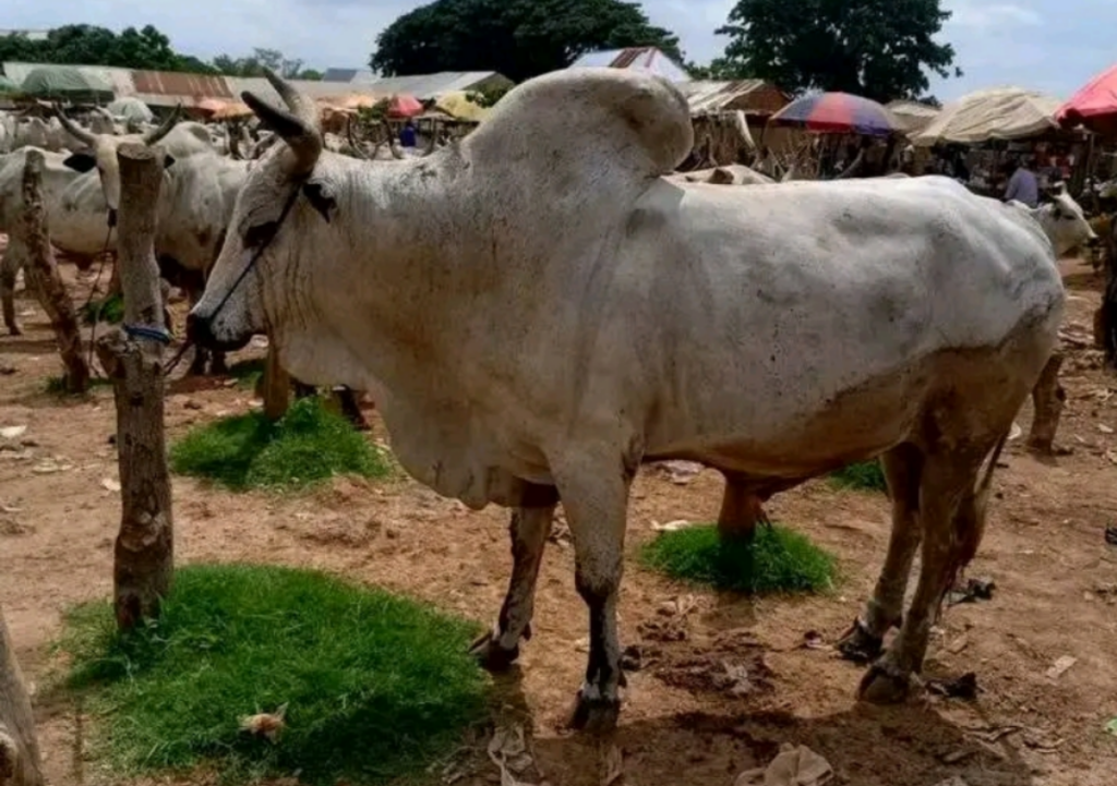 Herdsman killed, another in critical...