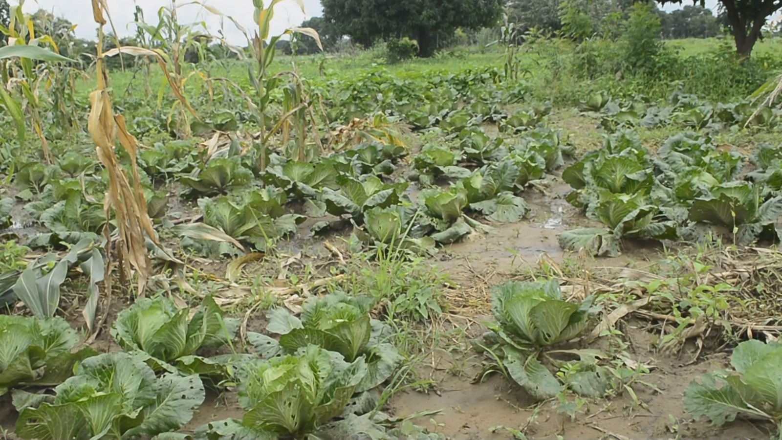 Farmers face rising poverty and insecurity in northern Ghana due to climate pressures   