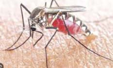 Malaria deaths drop sharply; infections remain high- GHS 
