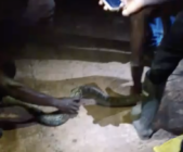 Pythons take over transformer as ECG staff risk life to restore power in Ahodwo