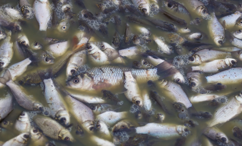 Task force probes strange fish deaths in...