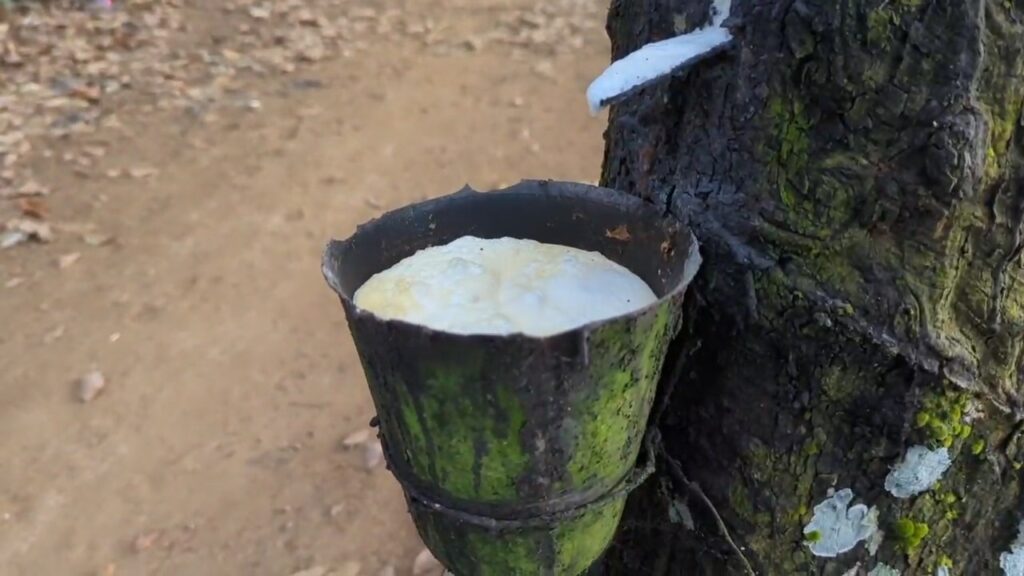 Under-invoicing scandal hits Ghana’s raw rubber exports, over US$700m unaccounted for